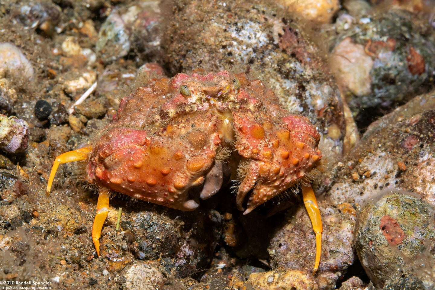 Calappa gallus (Rough Box Crab)