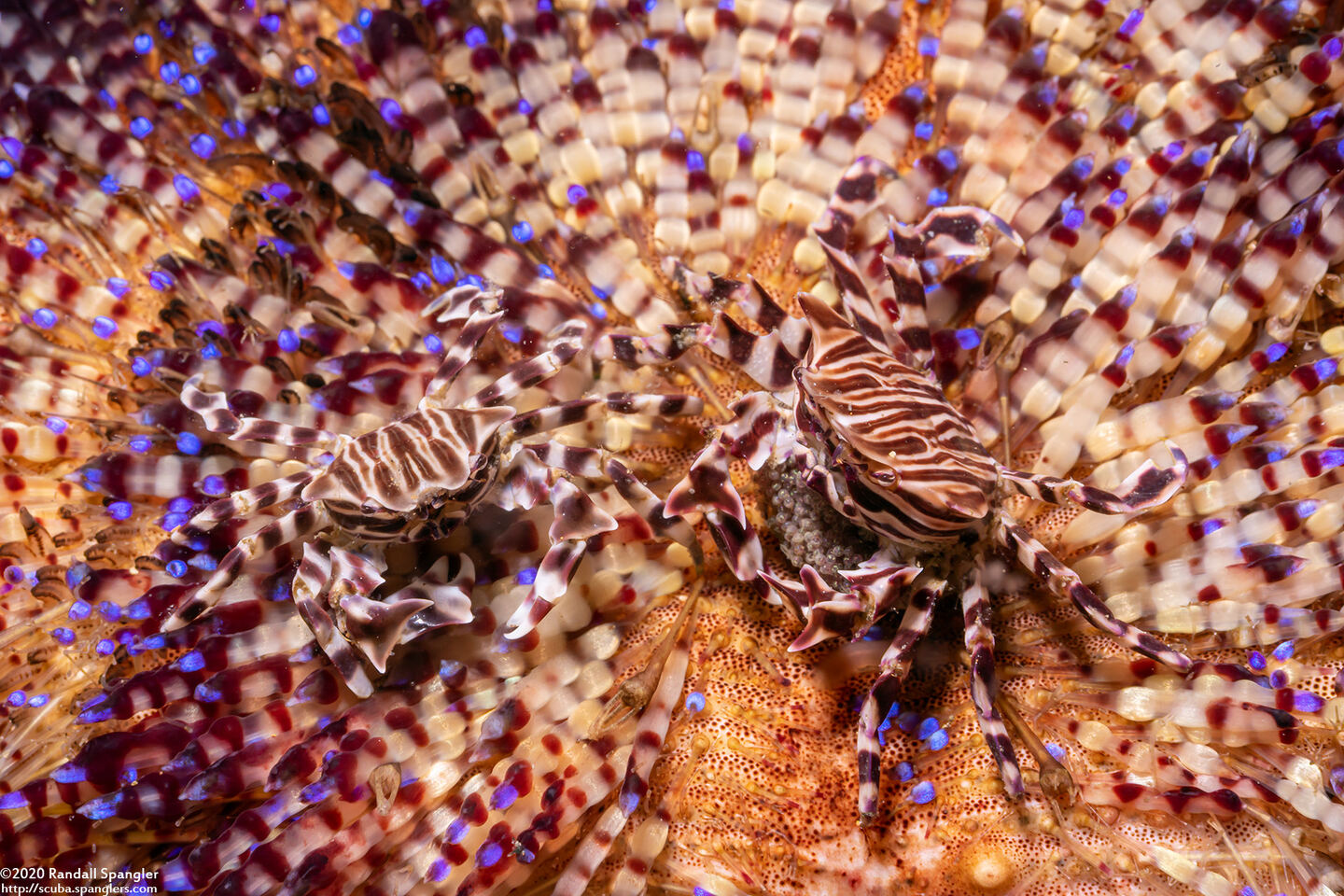 Zebrida adamsii (Zebra Urchin Crab)