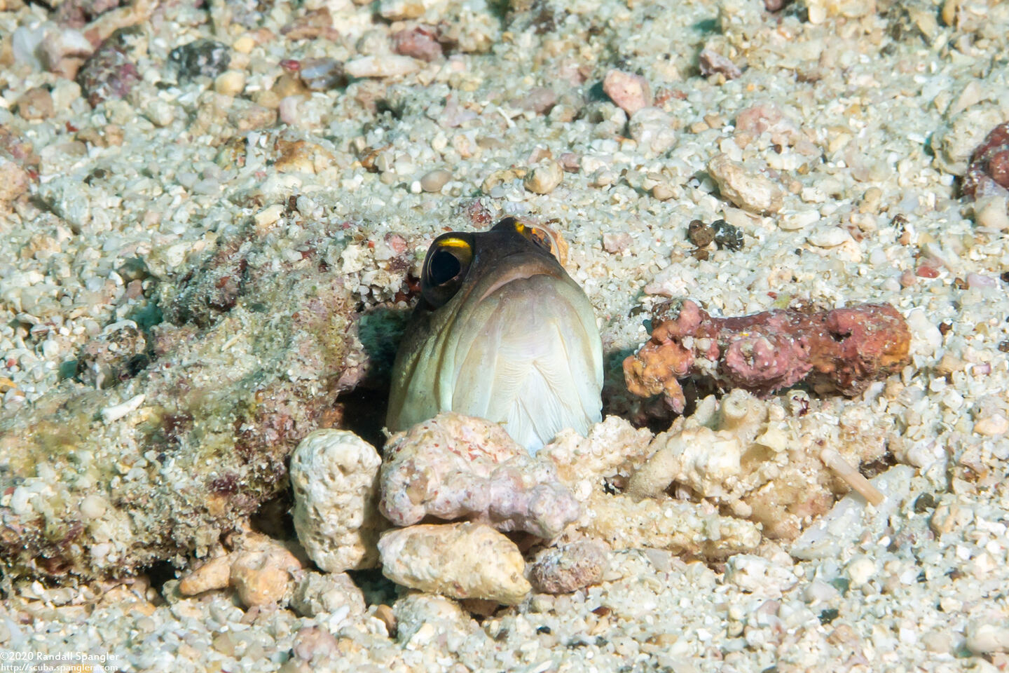 Opistognathus randalli (Yellowbarred Jawfish)