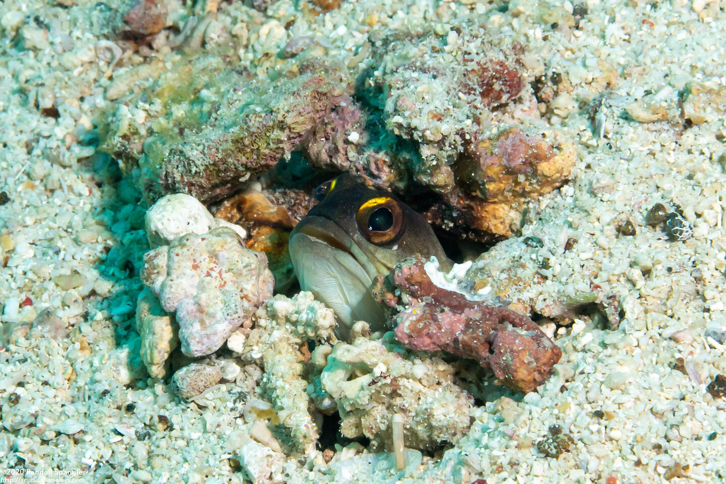 Opistognathus randalli (Yellowbarred Jawfish)