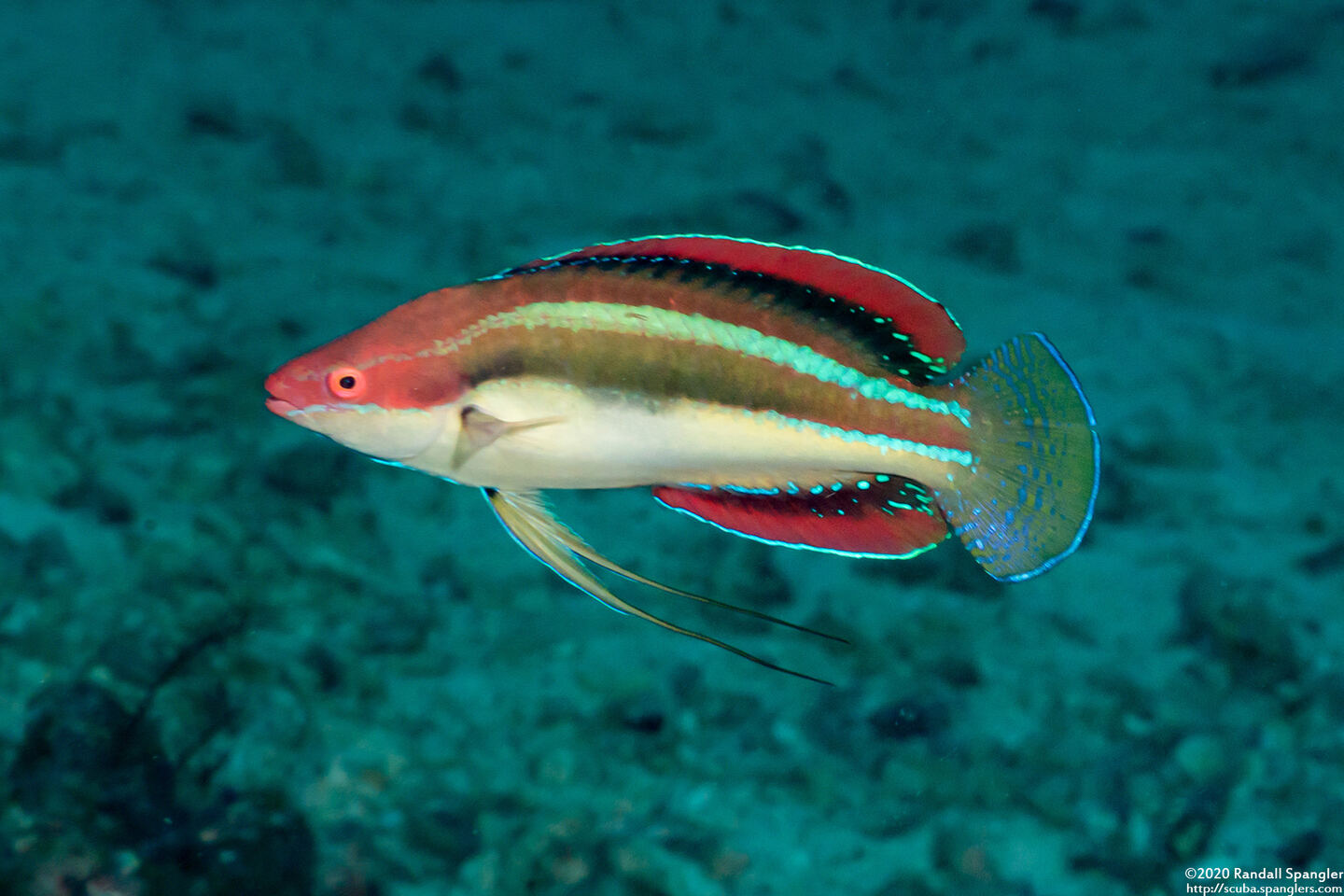 Cirrhilabrus temminckii (Peacock Fairy Wrasse)