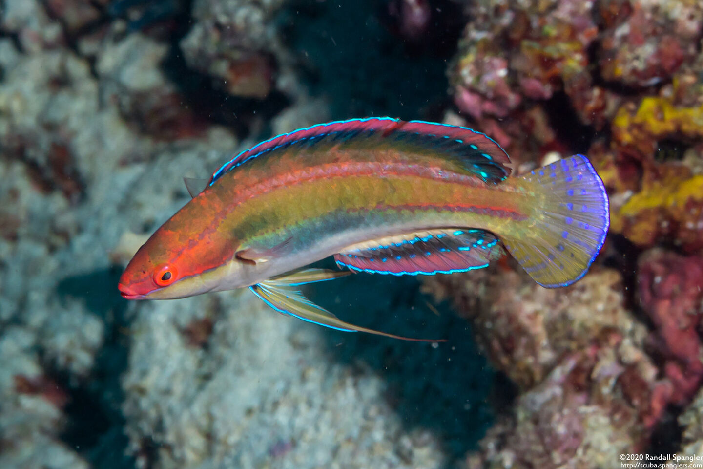 Cirrhilabrus temminckii (Peacock Fairy Wrasse)