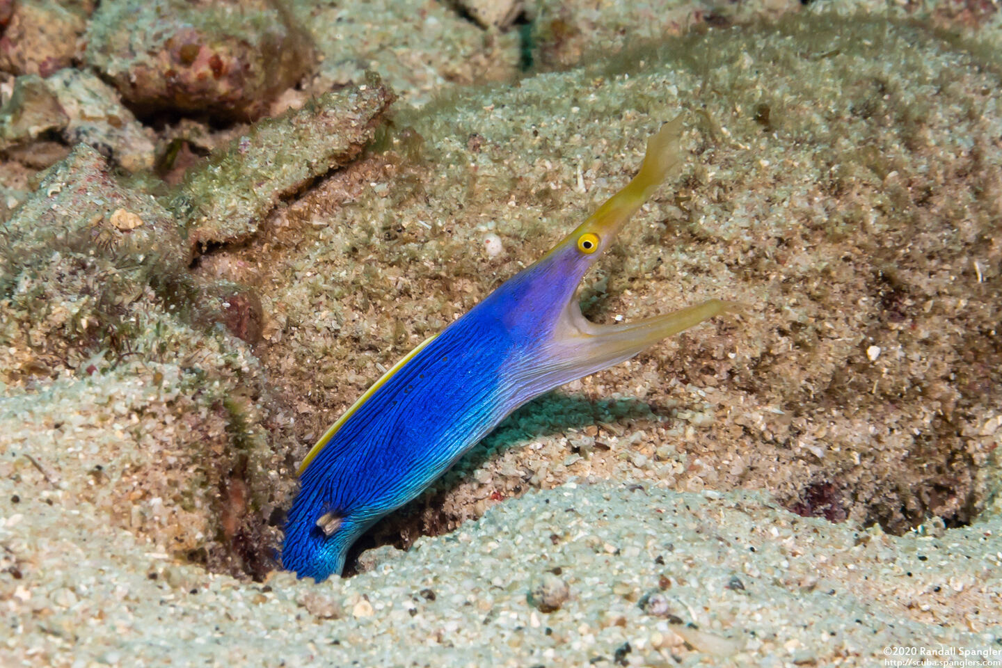 Rhinomuraena quaesita (Ribbon Eel)