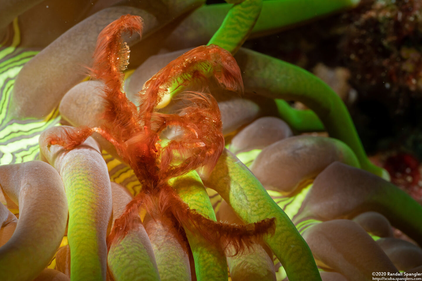 Oncinopus sp.1 (Orangutan Crab)