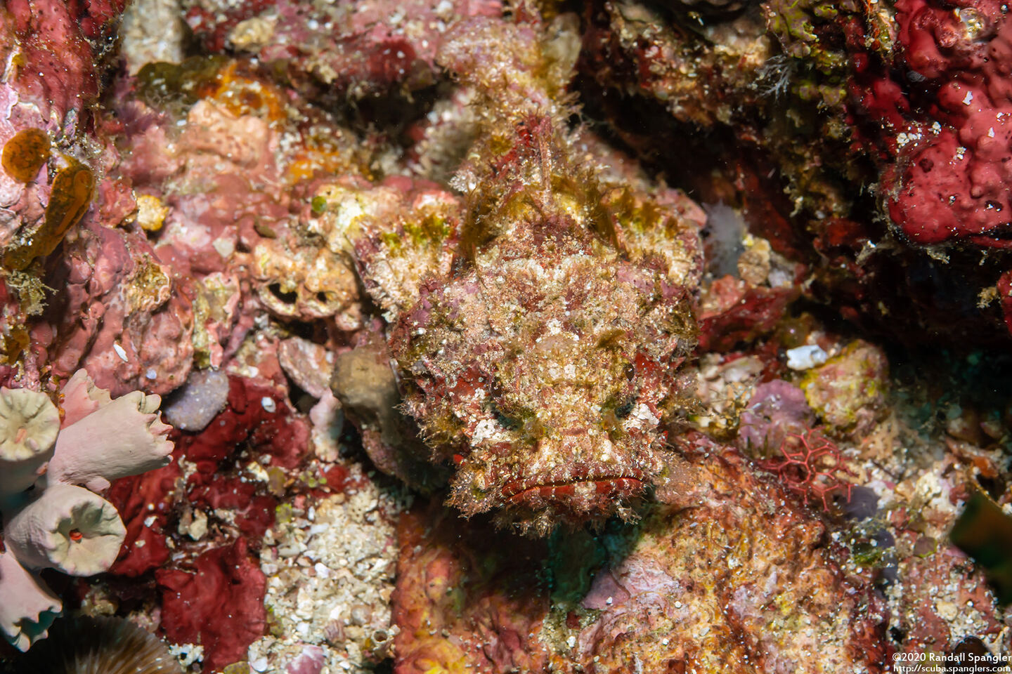 Scorpaenopsis diabolus (Devil Scorpionfish)
