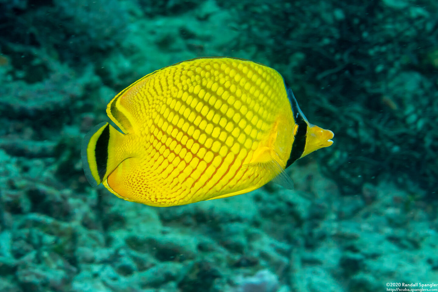 Chaetodon rafflesii (Latticed Butterflyfish)