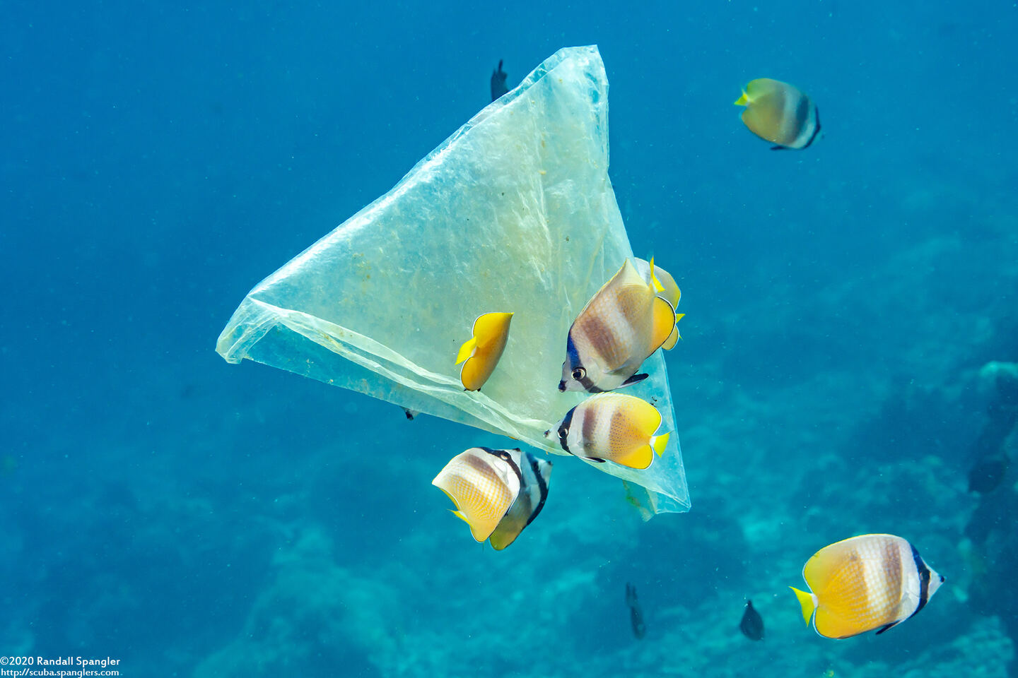 Chaetodon kleinii (Blacklip Butterflyfish)