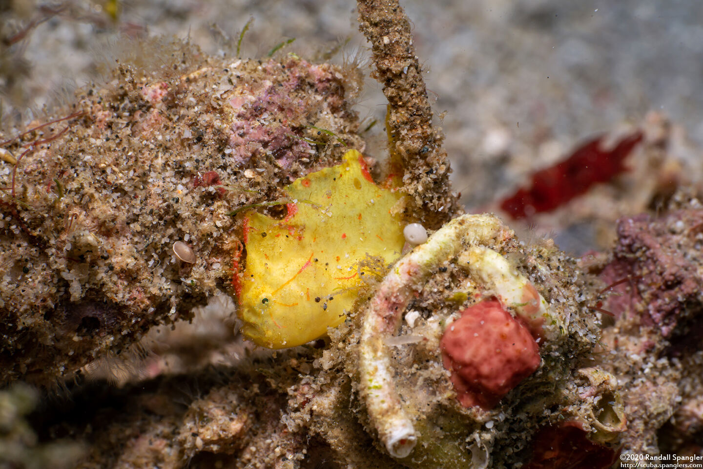 Antennatus nummifer (Spotfin Frogfish)