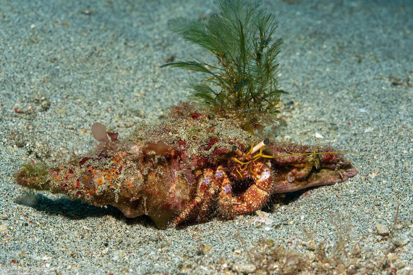 Dardanus lagopodes (Dark Knee Hermit Crab)