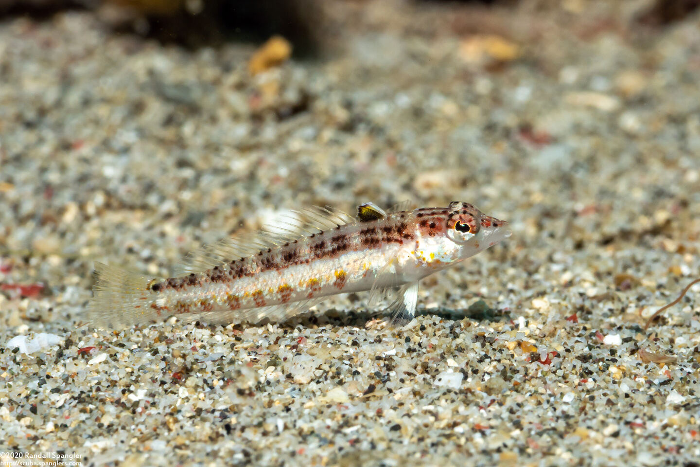 Parapercis snyderi (Blackfin Sandperch)