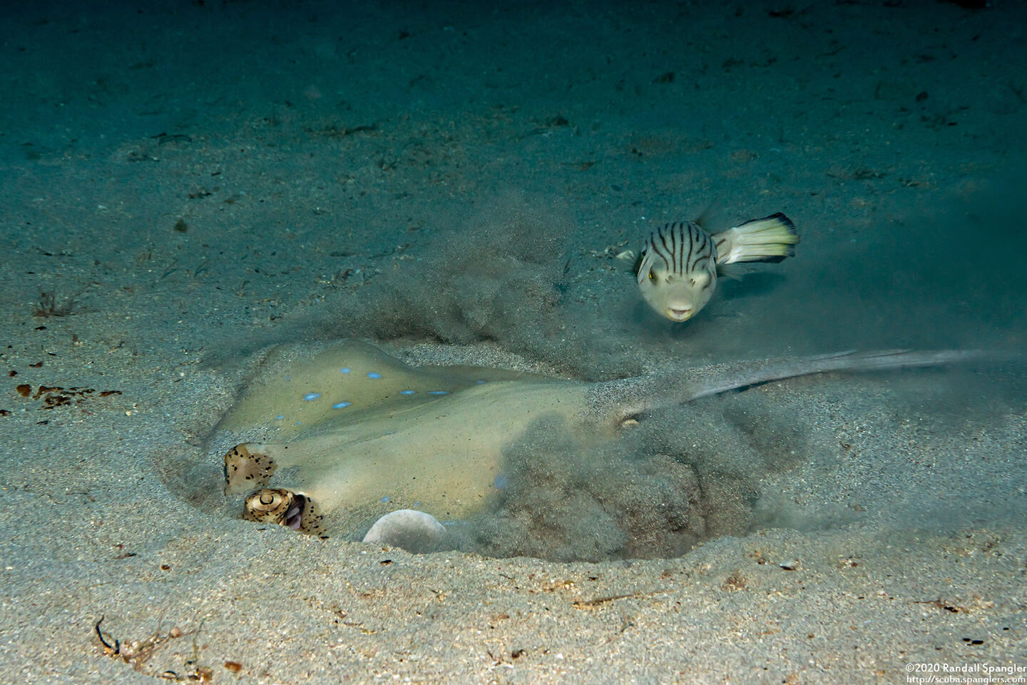 Neotrygon kuhlii (Blue-Spotted Stingray); Feeding