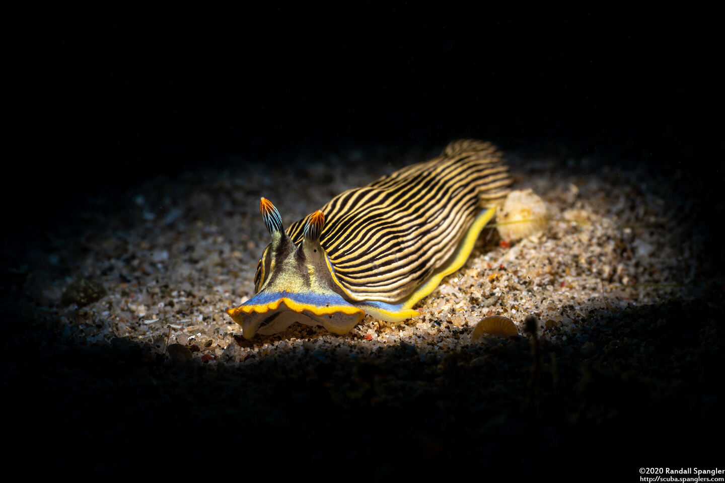 Armina semperi (Semper's Armina)