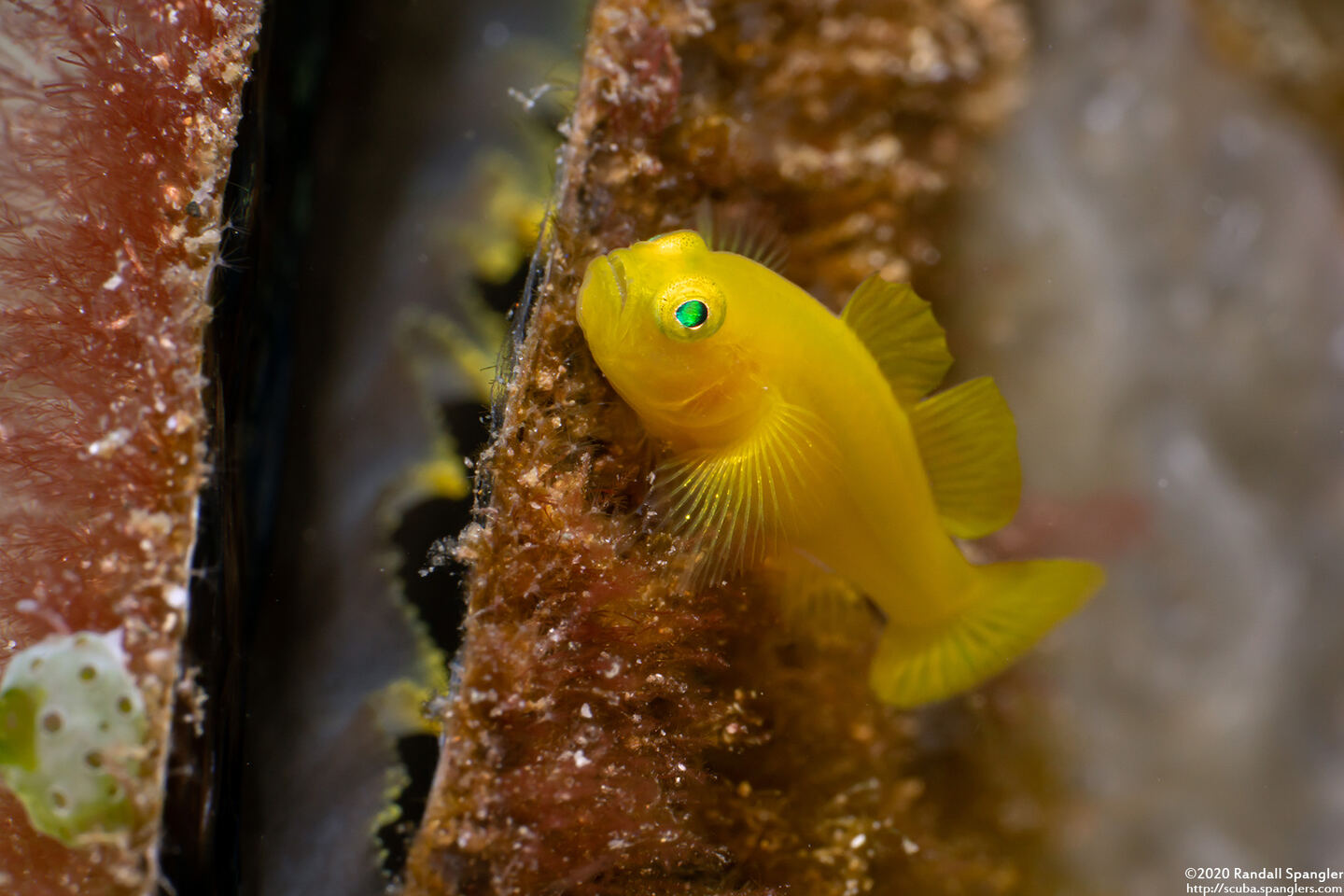 Lubricogobius exiguus (Ornate Goby)