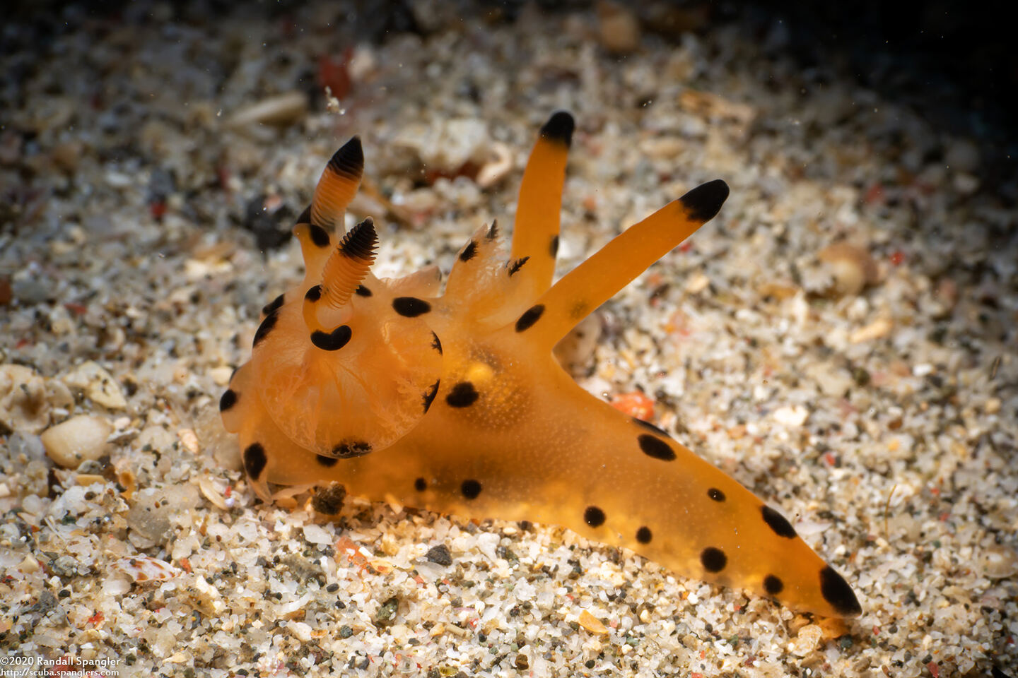 Thecacera sp.1 (Black-Tipped Thecacera)