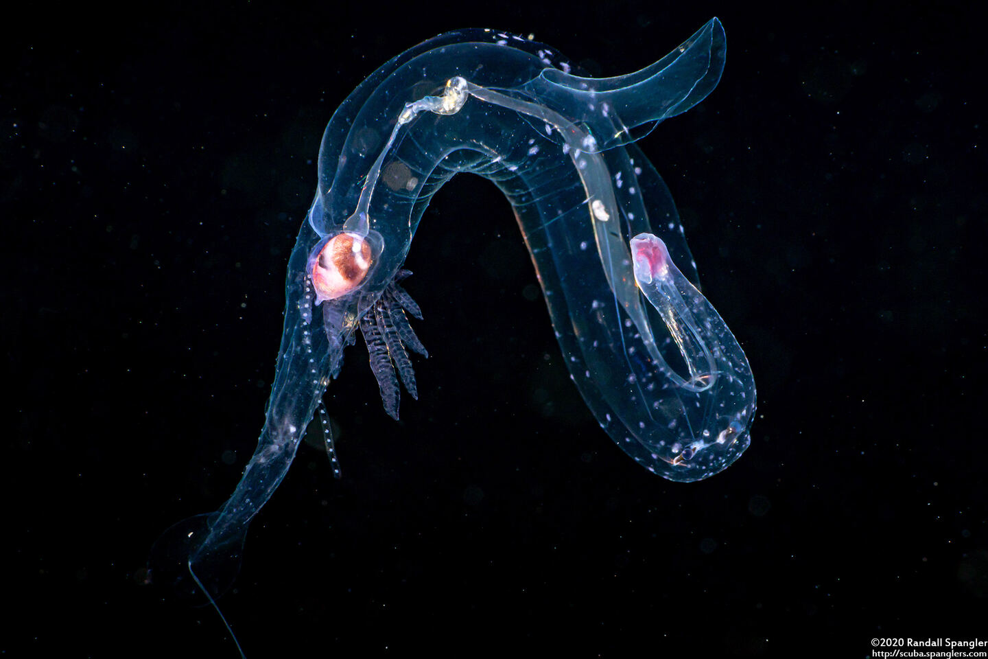 Superfamily Pterotracheoidea (Heteropod)