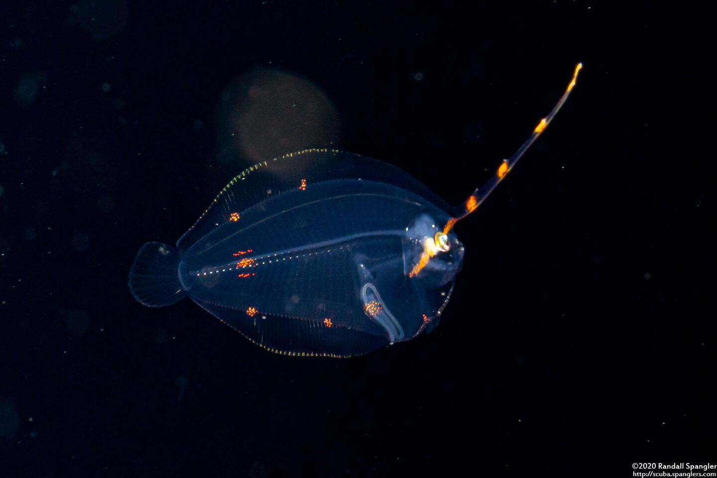 Family Bothidae (Larval Flounder)
