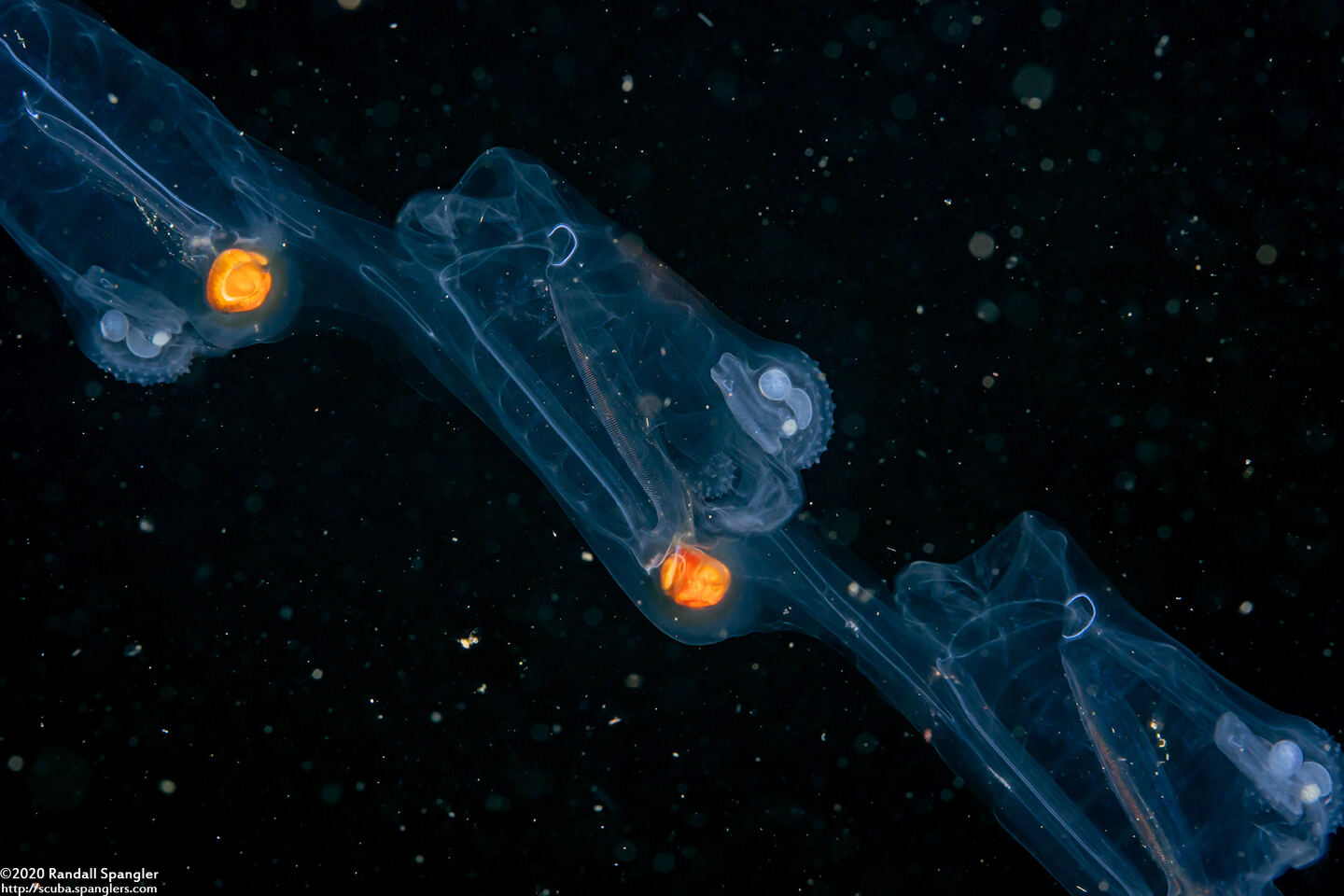 Salpa fusiformis (Common Salp)