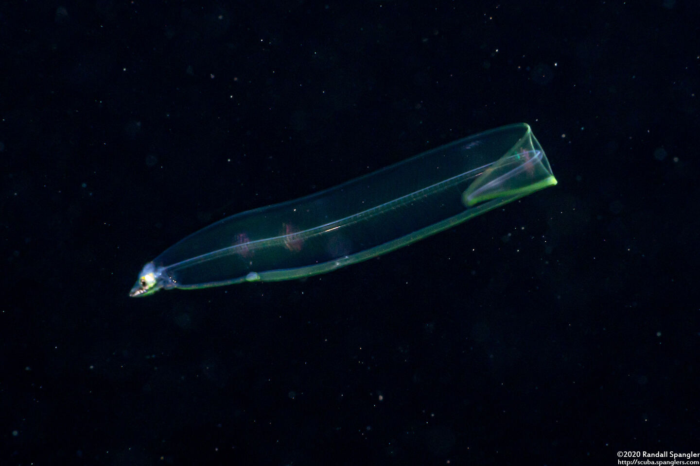 Gymnothorax sp. (Larval Eel)