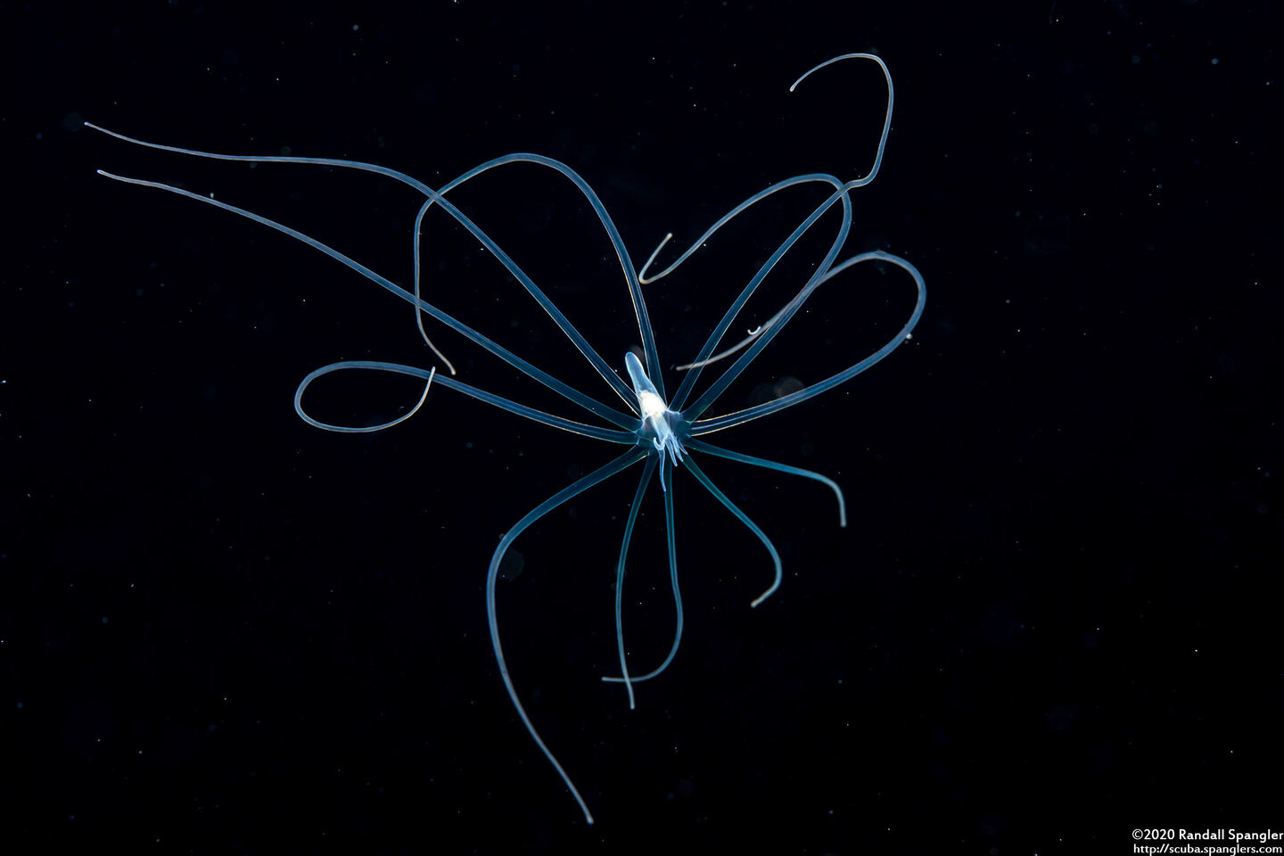 Cerianthus sp.2 (Tube-Dwelling Anemone)
