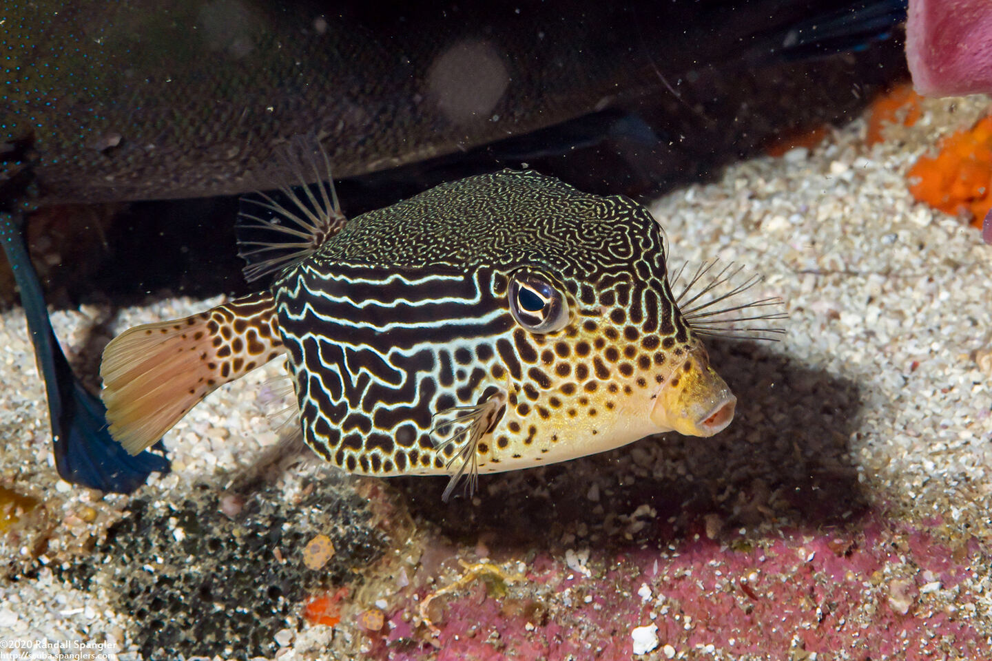 Ostracion solorense (Solor Boxfish)