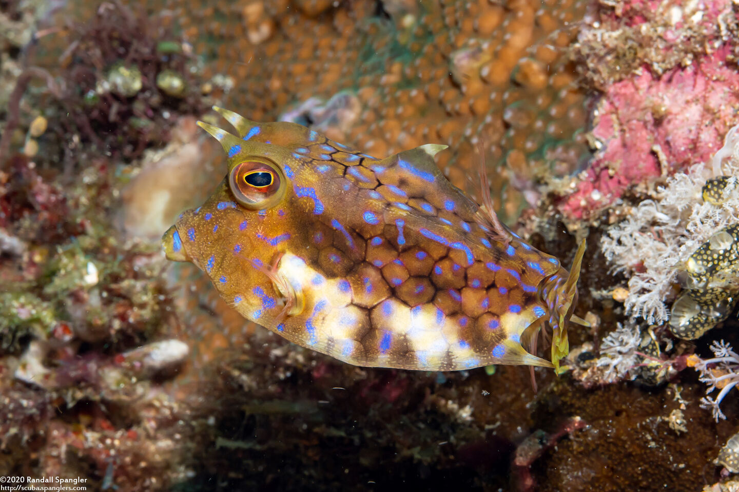 Lactoria fornasini (Thornback Cowfish)