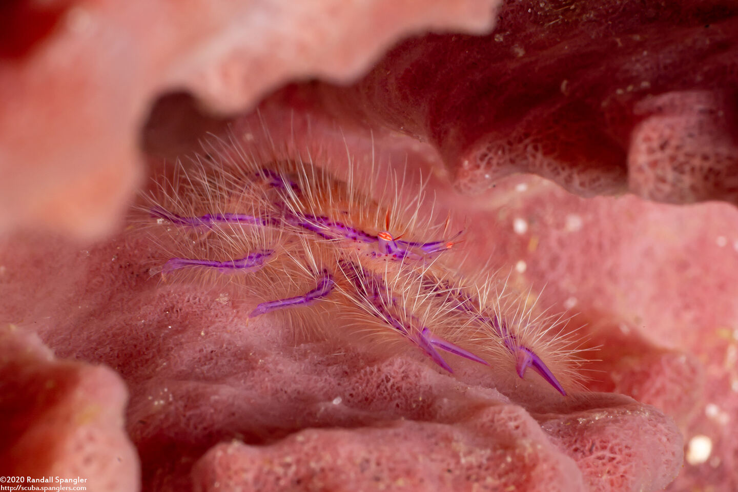 Lauriea siagiani (Hairy Squat Lobster)