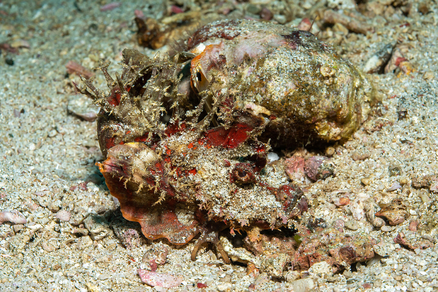 Inimicus didactylus (Spiny Devilfish)