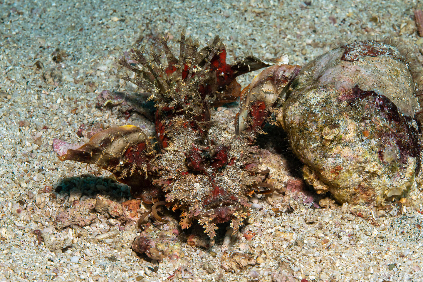 Inimicus didactylus (Spiny Devilfish)