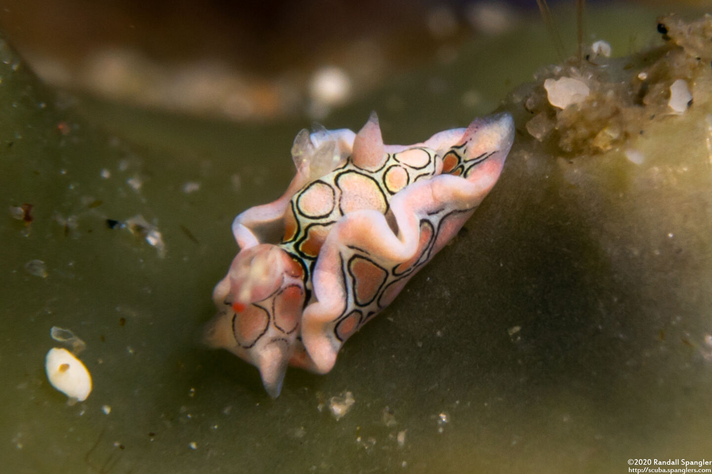 Sagaminopteron psychedelicum (Psychedelic Batwing Slug)