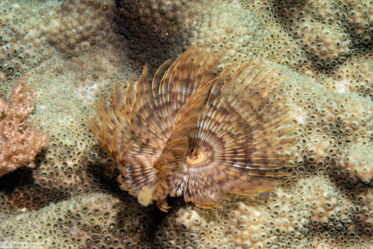 Sabellastarte spectabilis (Common Feather Duster Worm)