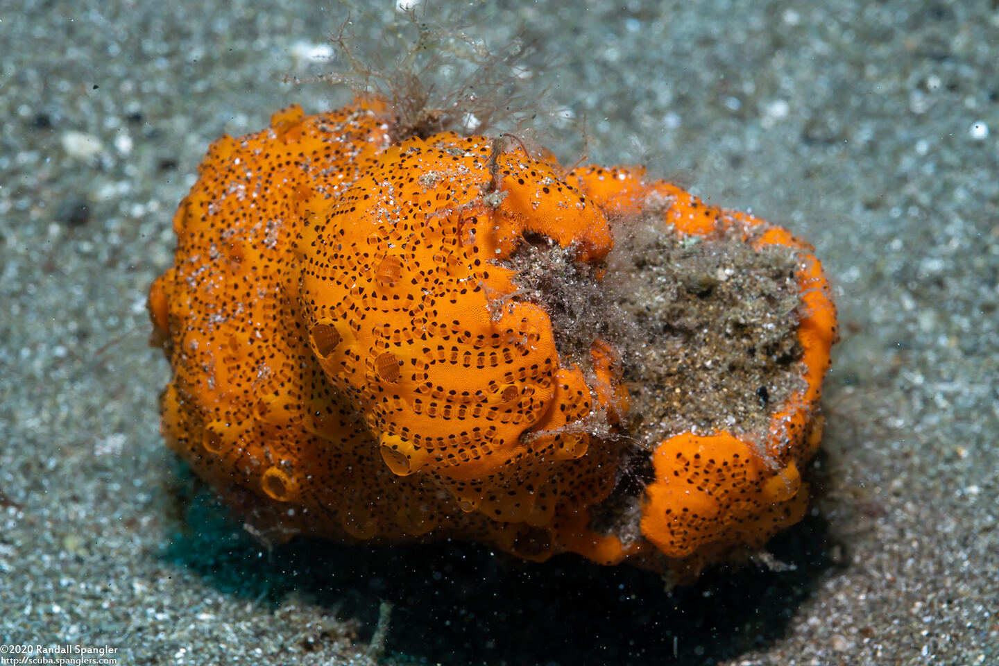 Botryllus sp.2 (Botryllus sp.2)