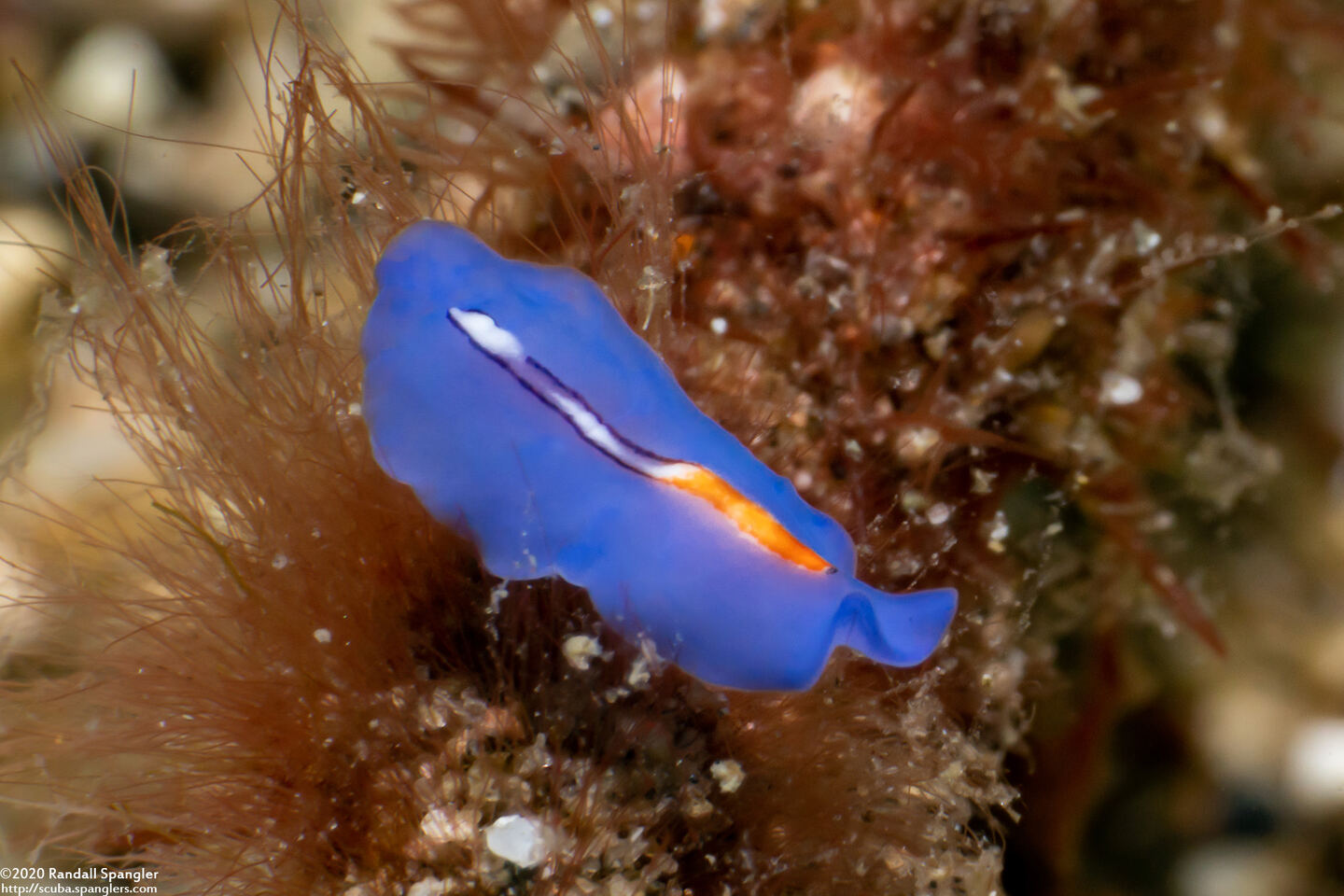 Pseudoceros liparus (Racing Stripe Flatworm)