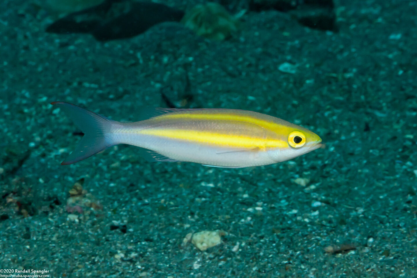 Pentapodus caninus (Small-Toothed Whiptail)