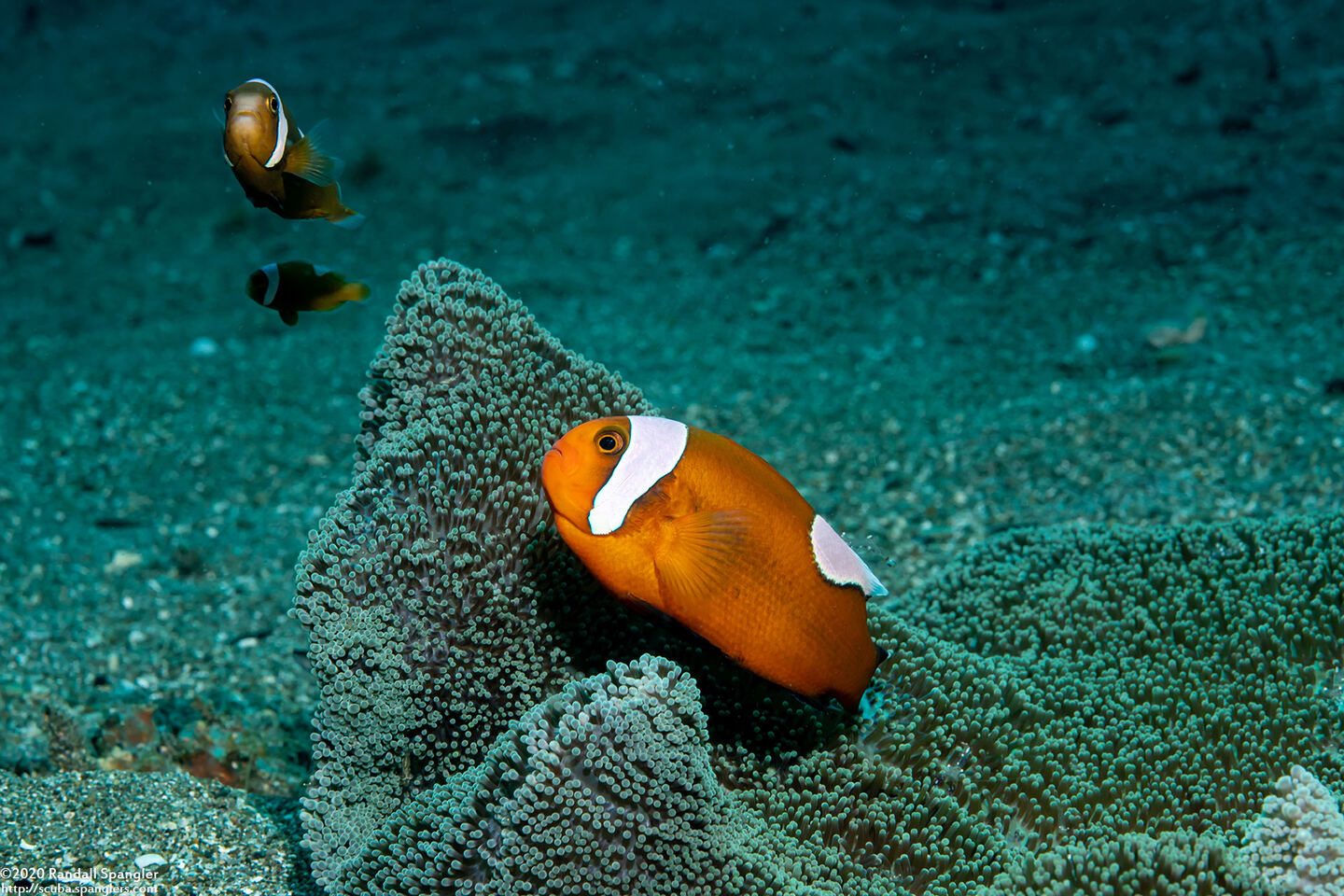 Amphiprion polymnus (Saddleback Anemonefish)