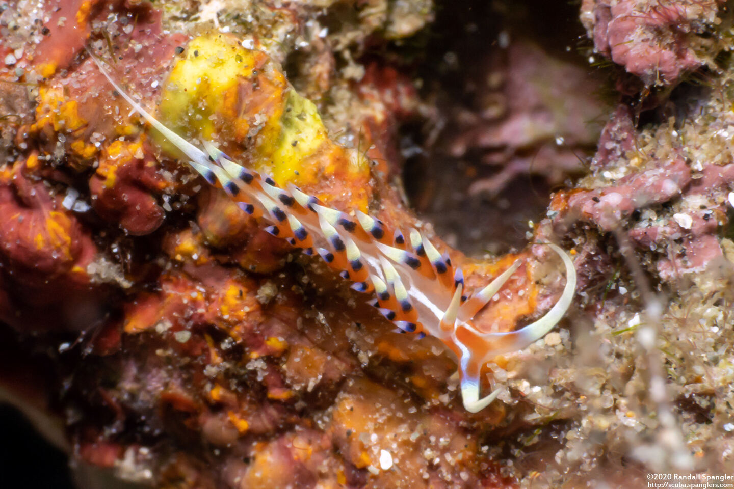 Caloria indica (Indian Caloria)