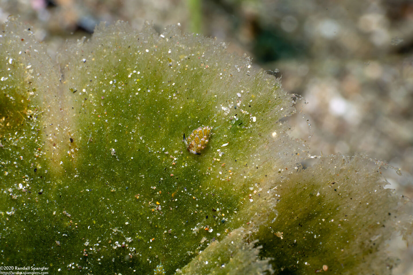 Costasiella kuroshimae (Kuro Sapsucking Slug)
