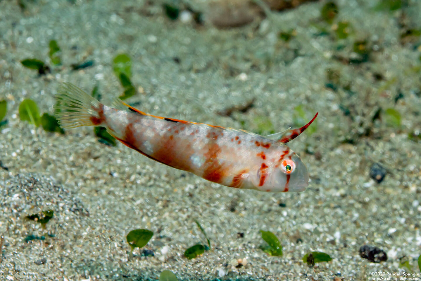 Iniistius aneitensis (Whitepatch Razorfish)