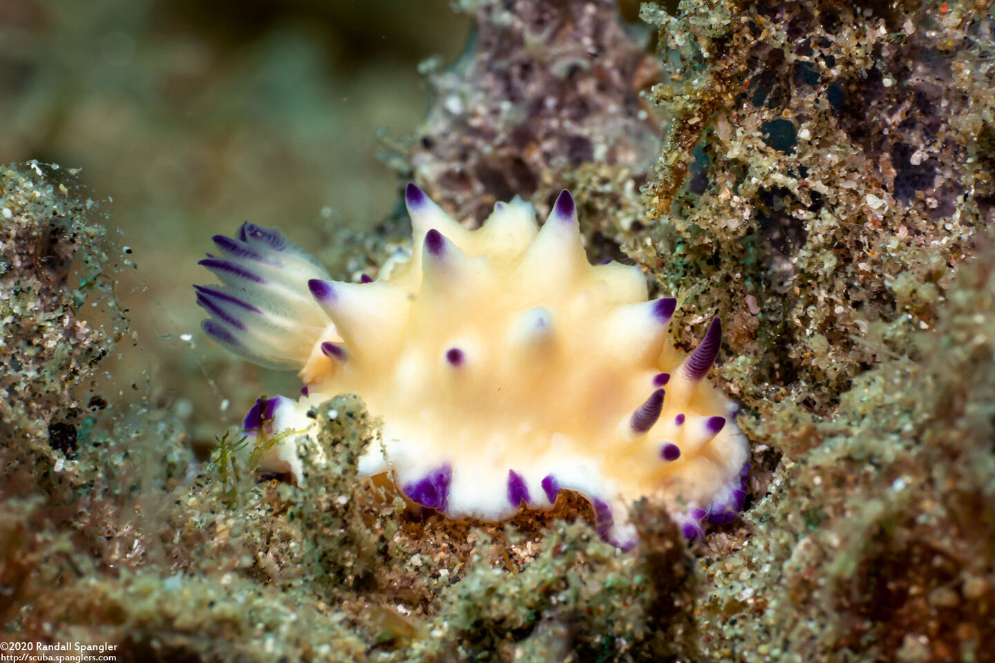 Mexichromis multituberculata (Bumpy Mexichromis)