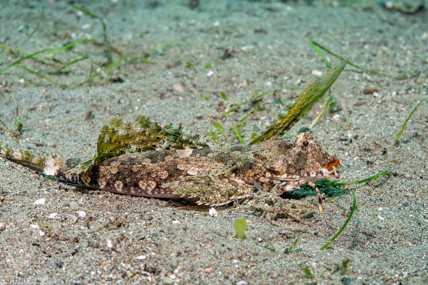Dactylopus kuiteri (Orange & Black Dragonet)