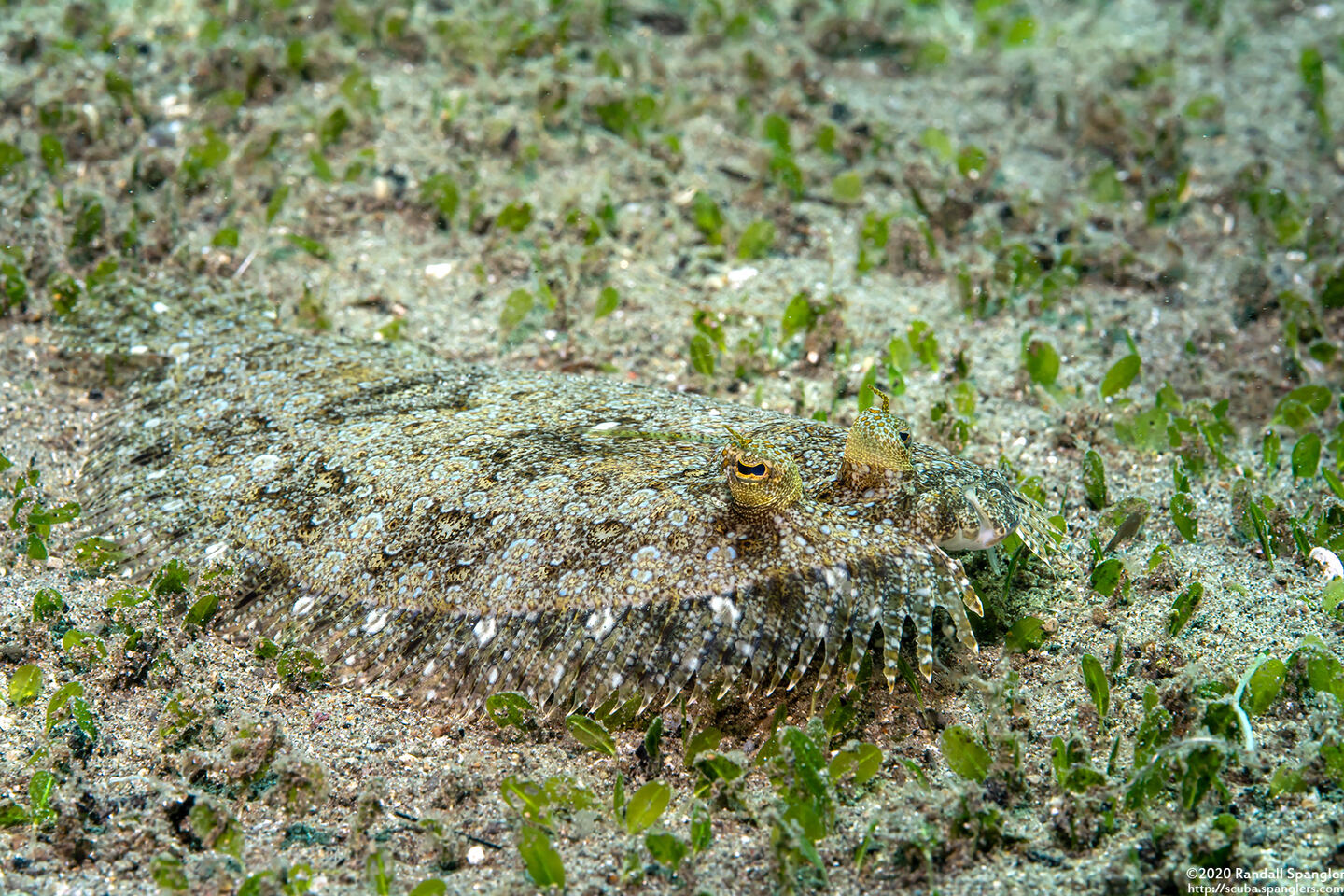 Bothus pantherinus (Panther Flounder)