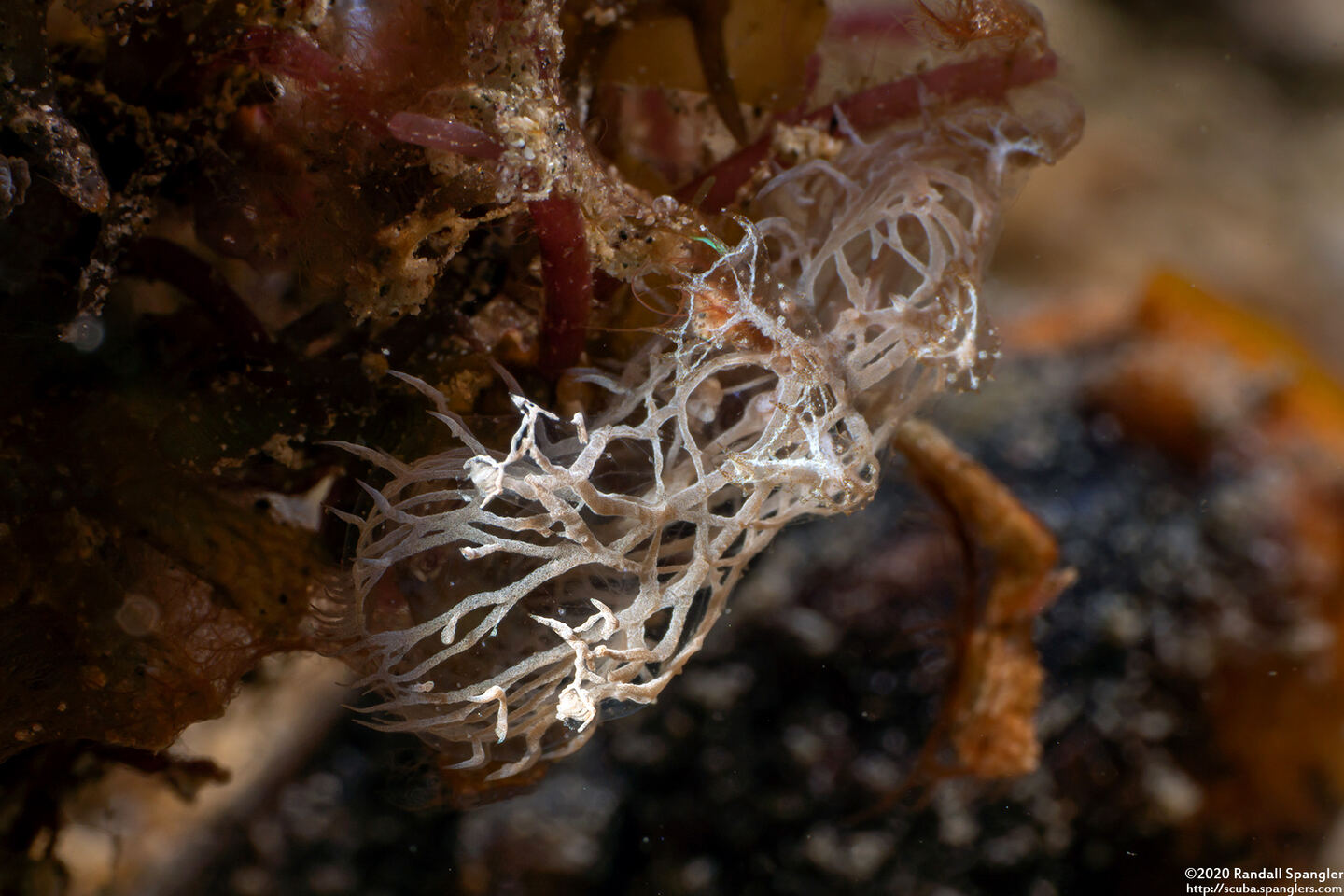 Melibe colemani (Coleman's Melibe)