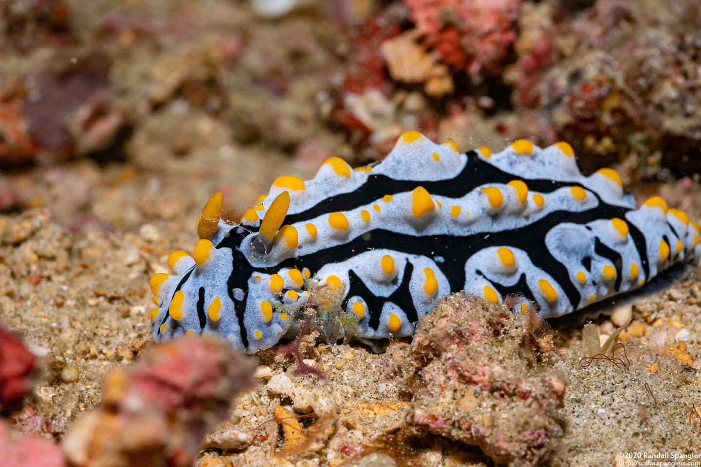 Phyllidia varicosa (Varicose Phyllidia)