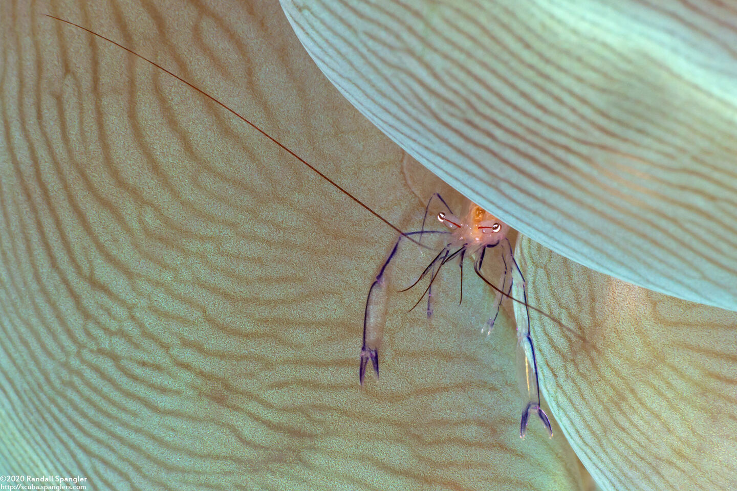 Vir philippinensis (Bubble Coral Shrimp)