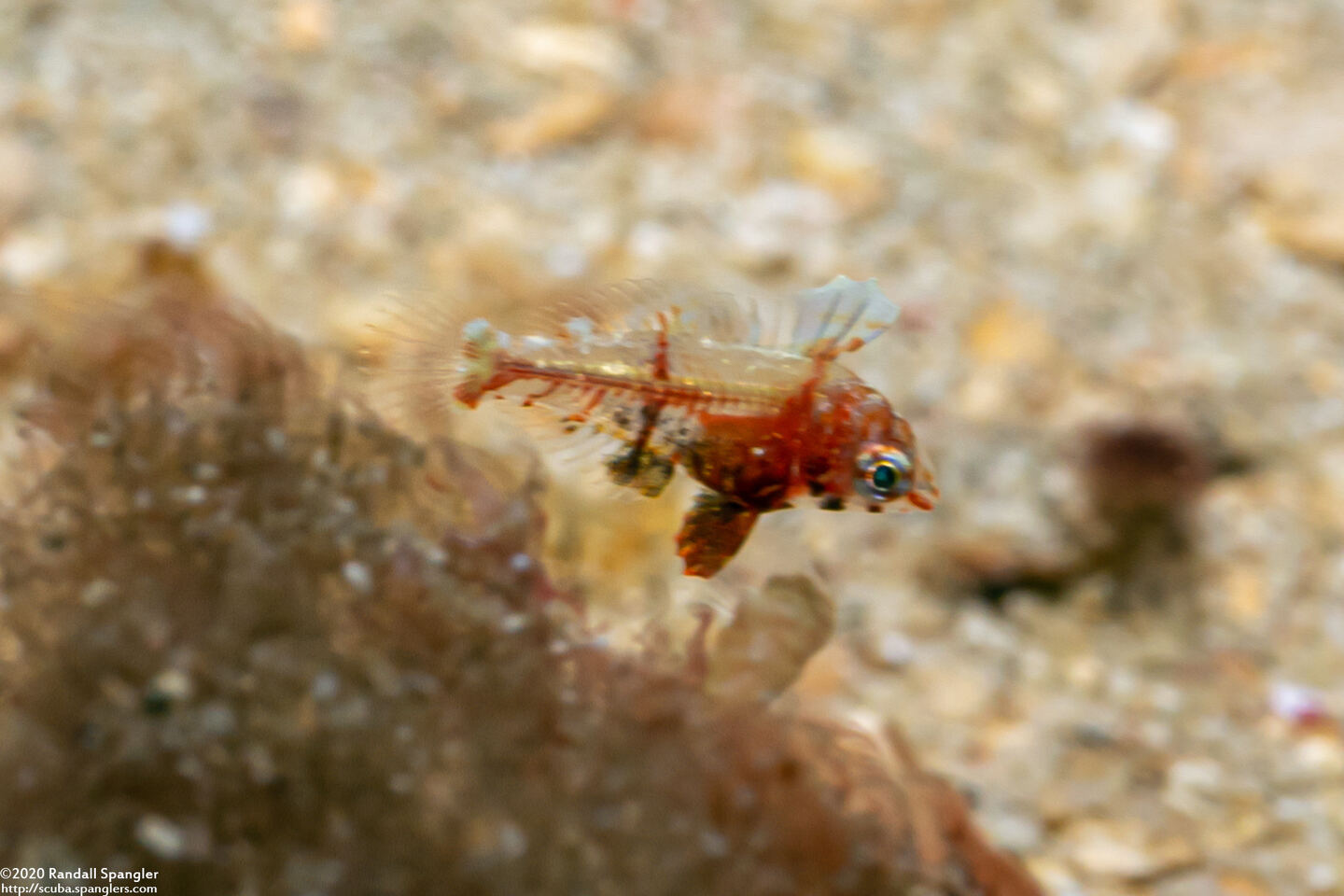 Foa fo (Weedy Cardinalfish)