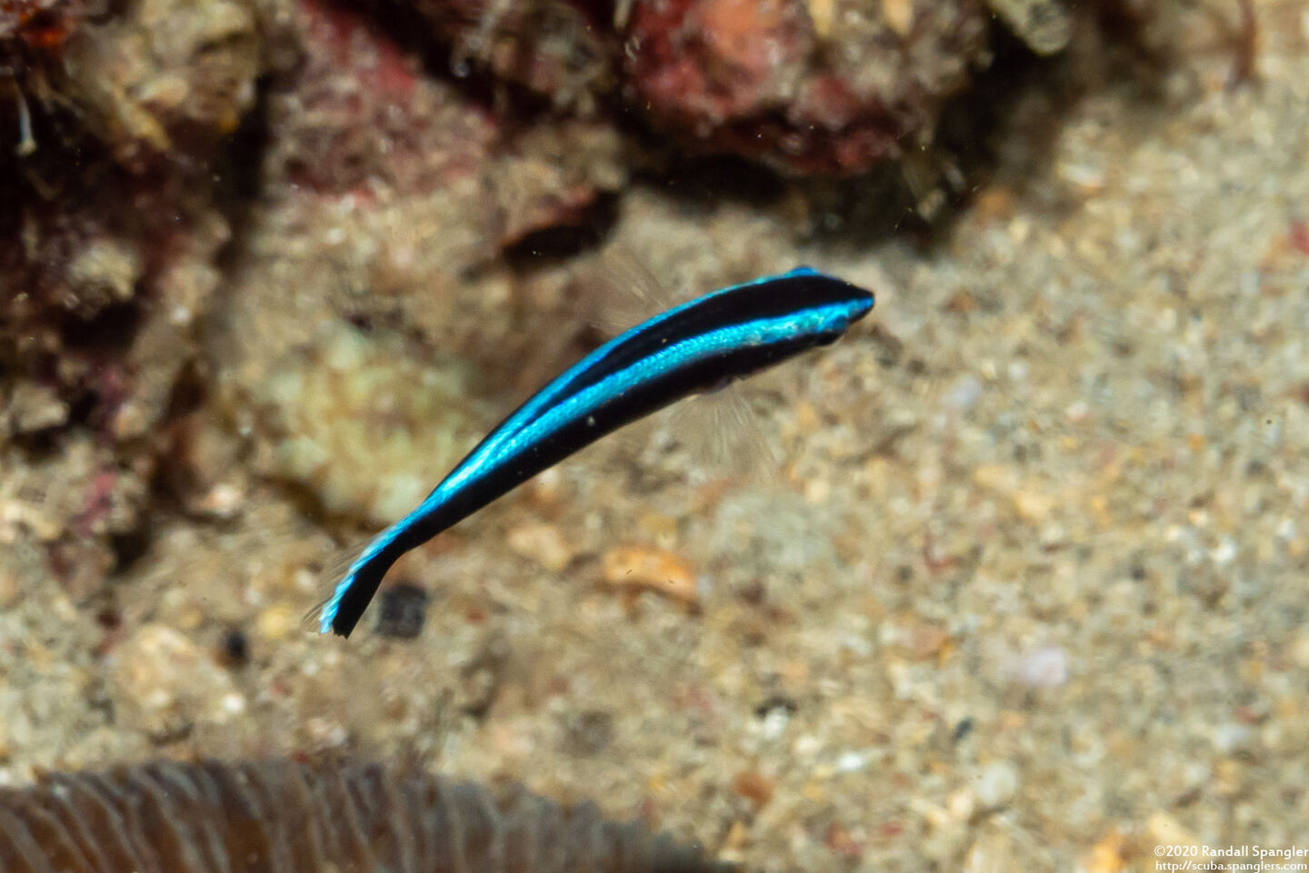 Labroides dimidiatus (Bluestreak Cleaner Wrasse)
