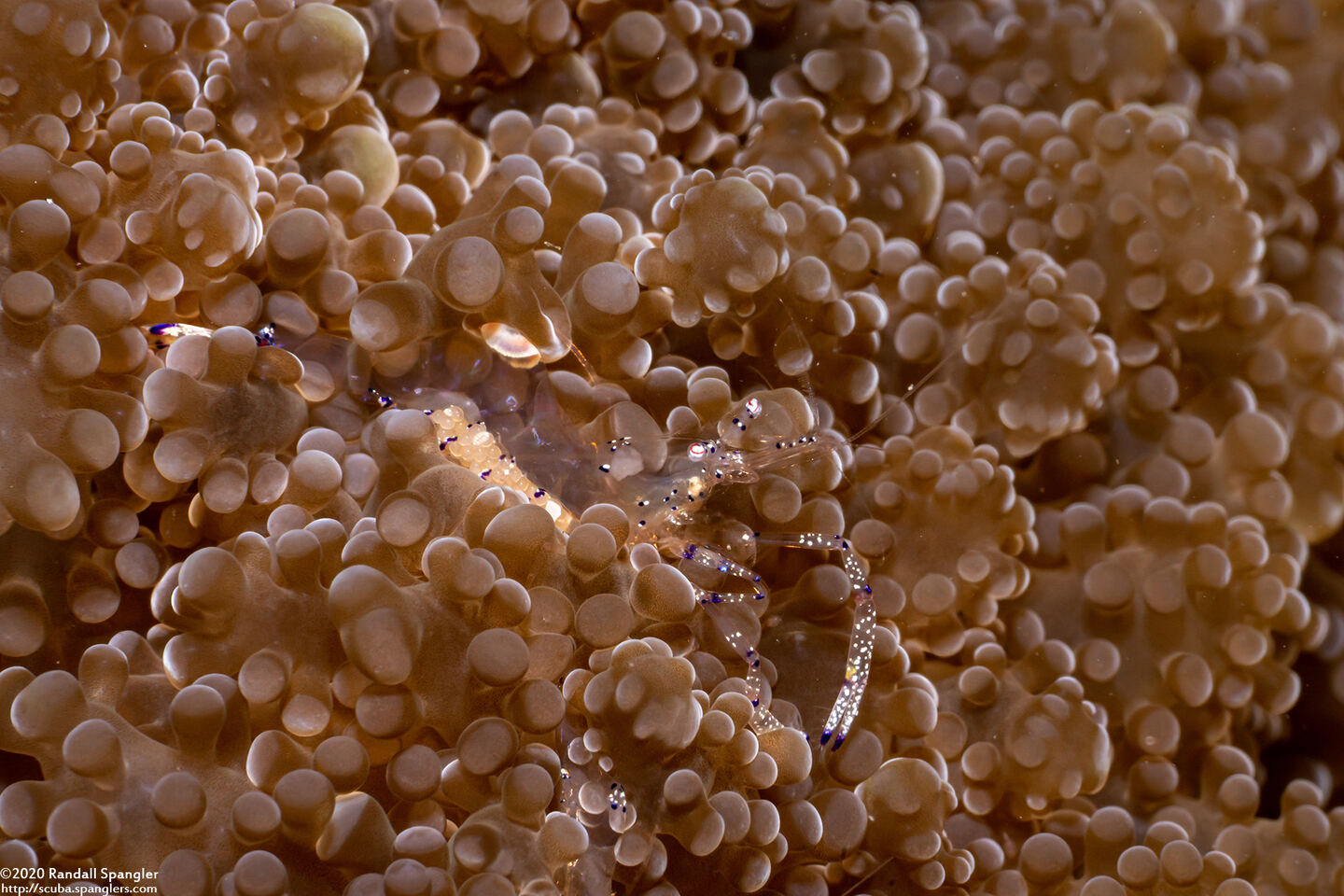 Ancylomenes venustus (Graceful Anemone Shrimp)