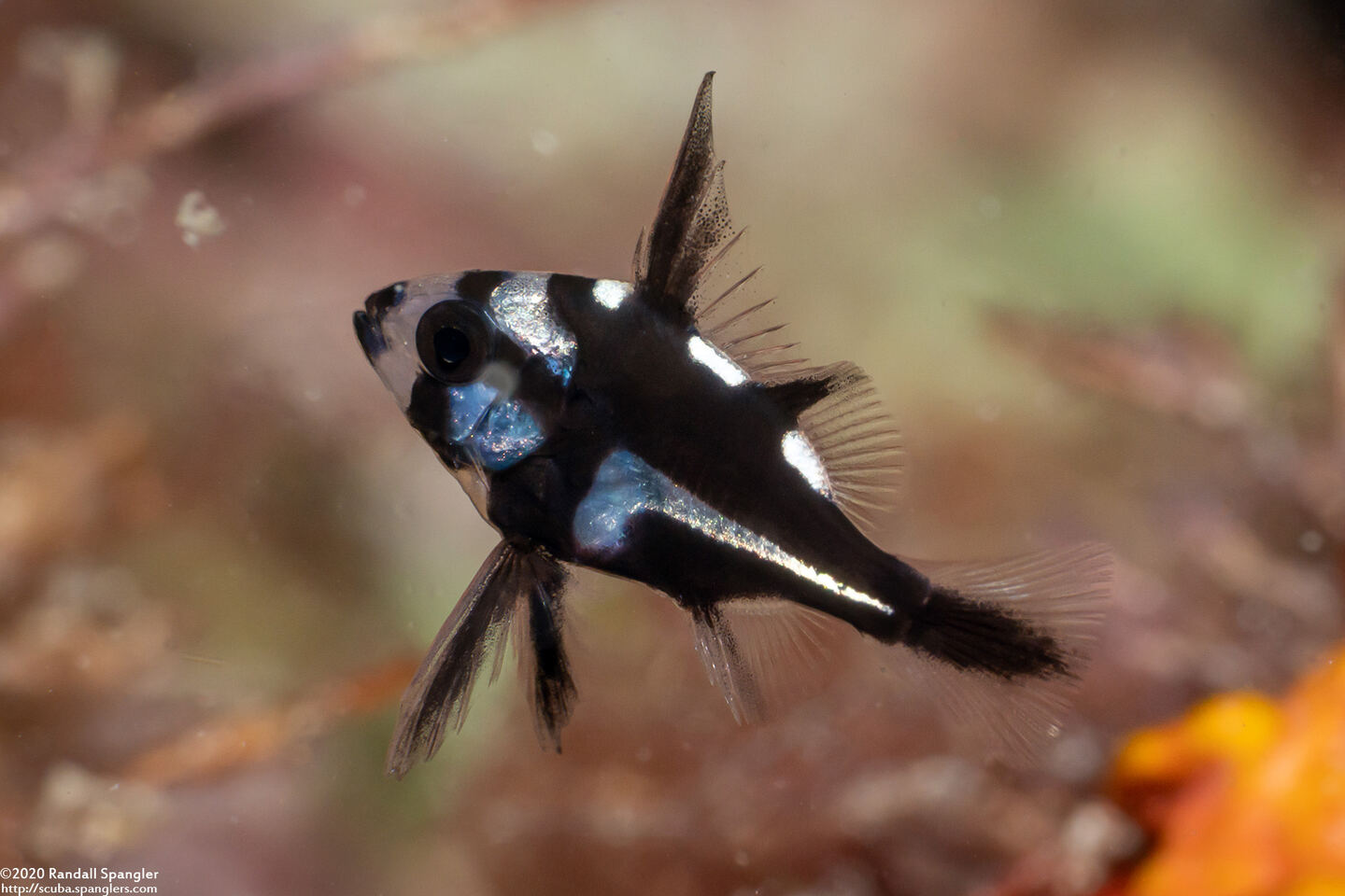 Macolor macularis (Midnight Snapper)