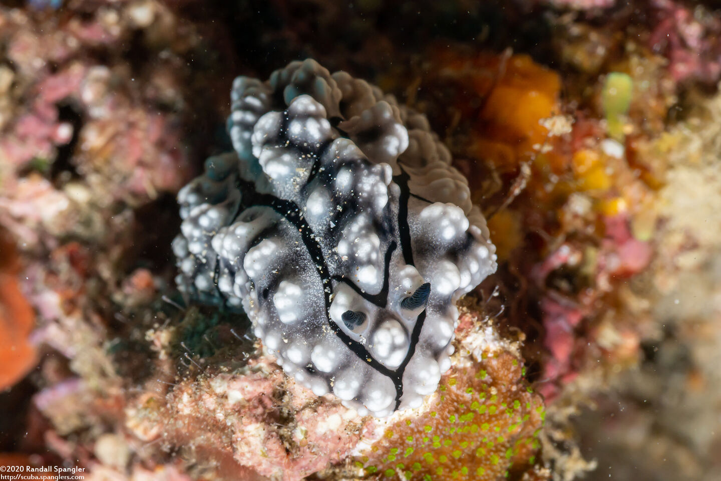 Phyllidiopsis fissurata (Phyllidiopsis Fissurata)