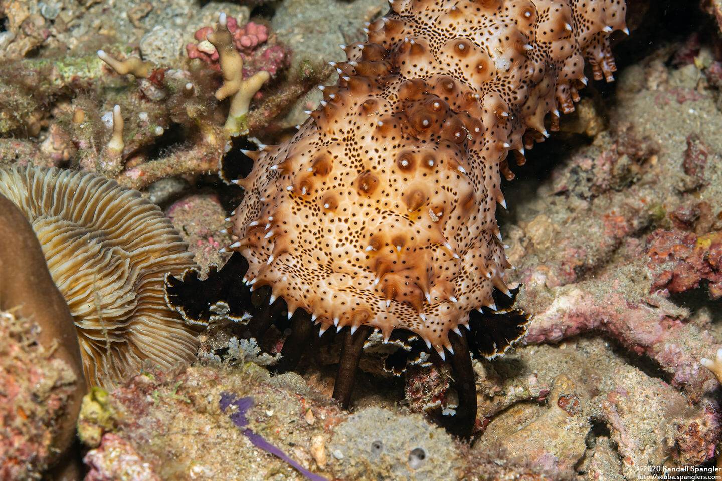 Pearsonothuria graeffei (Blackspotted Sea Cucumber)