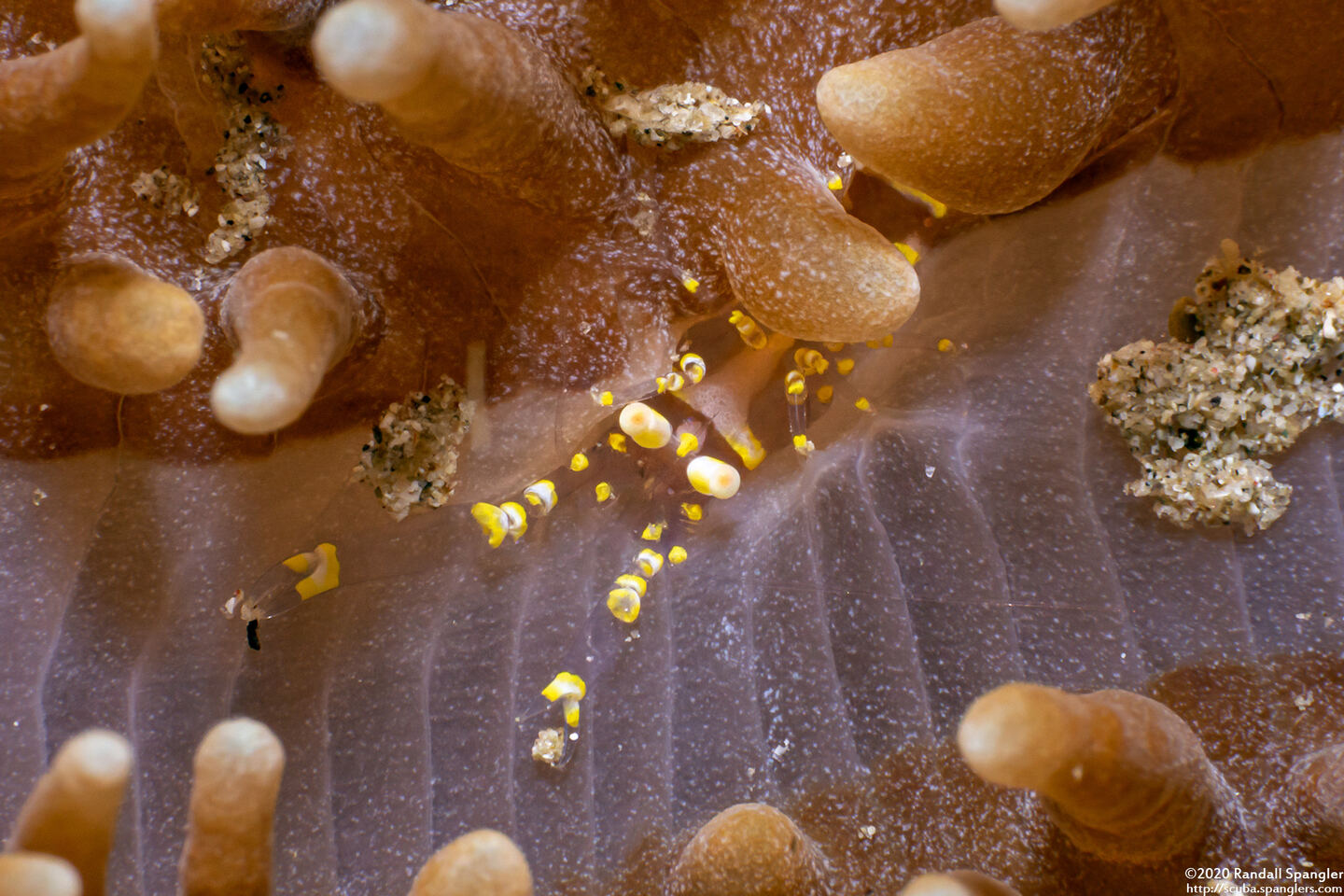 Pliopontonia furtiva (Hidden Corallimorph Shrimp)